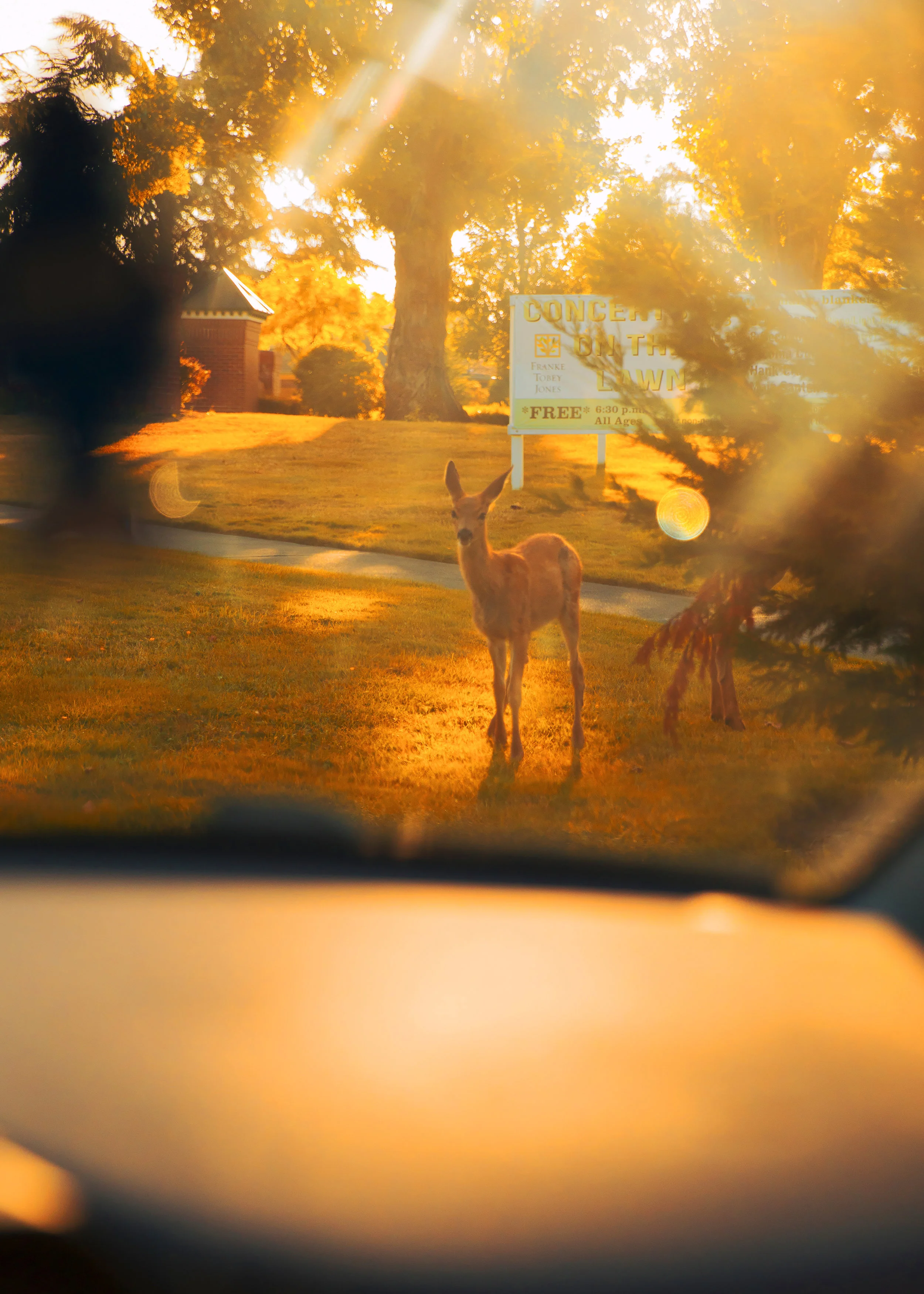 Deer.jpg