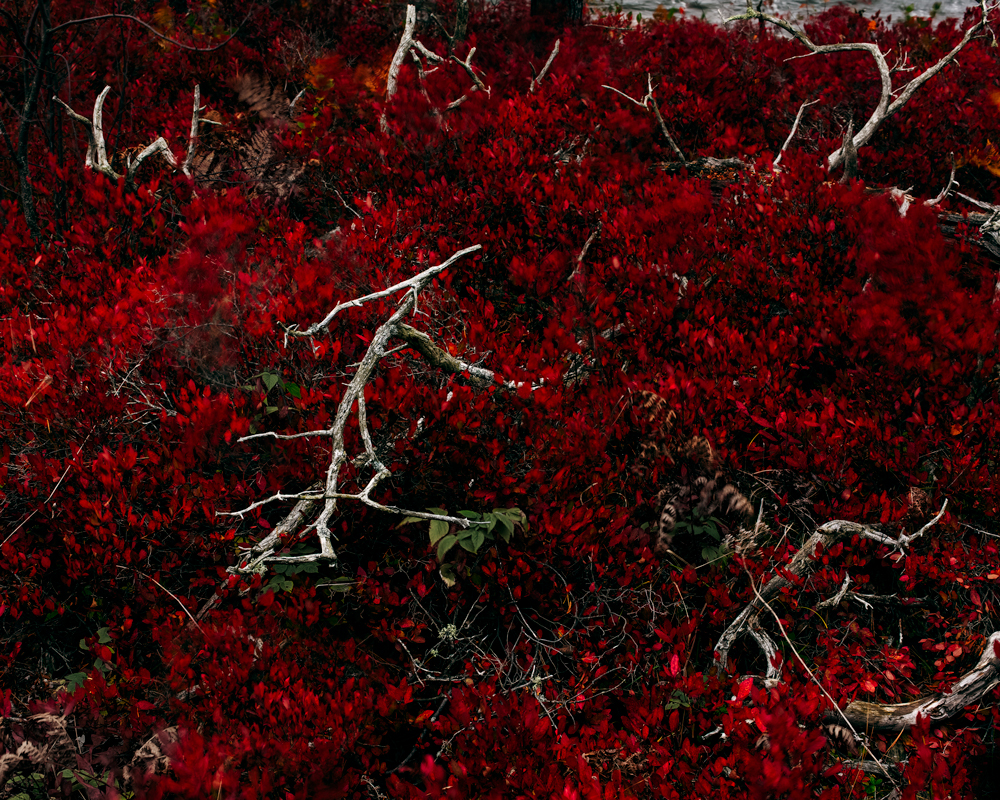 04_Michael_Zuhorski_%22Seney%22Wildlife%22Refuge,%22October_13%22.jpg