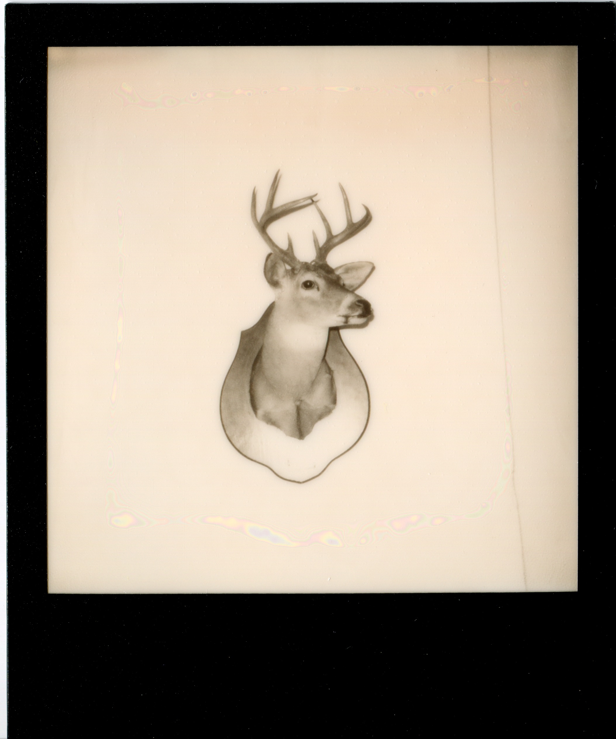 Melpomene Deer, New Orleans / Polaroid 600 with Impossible film