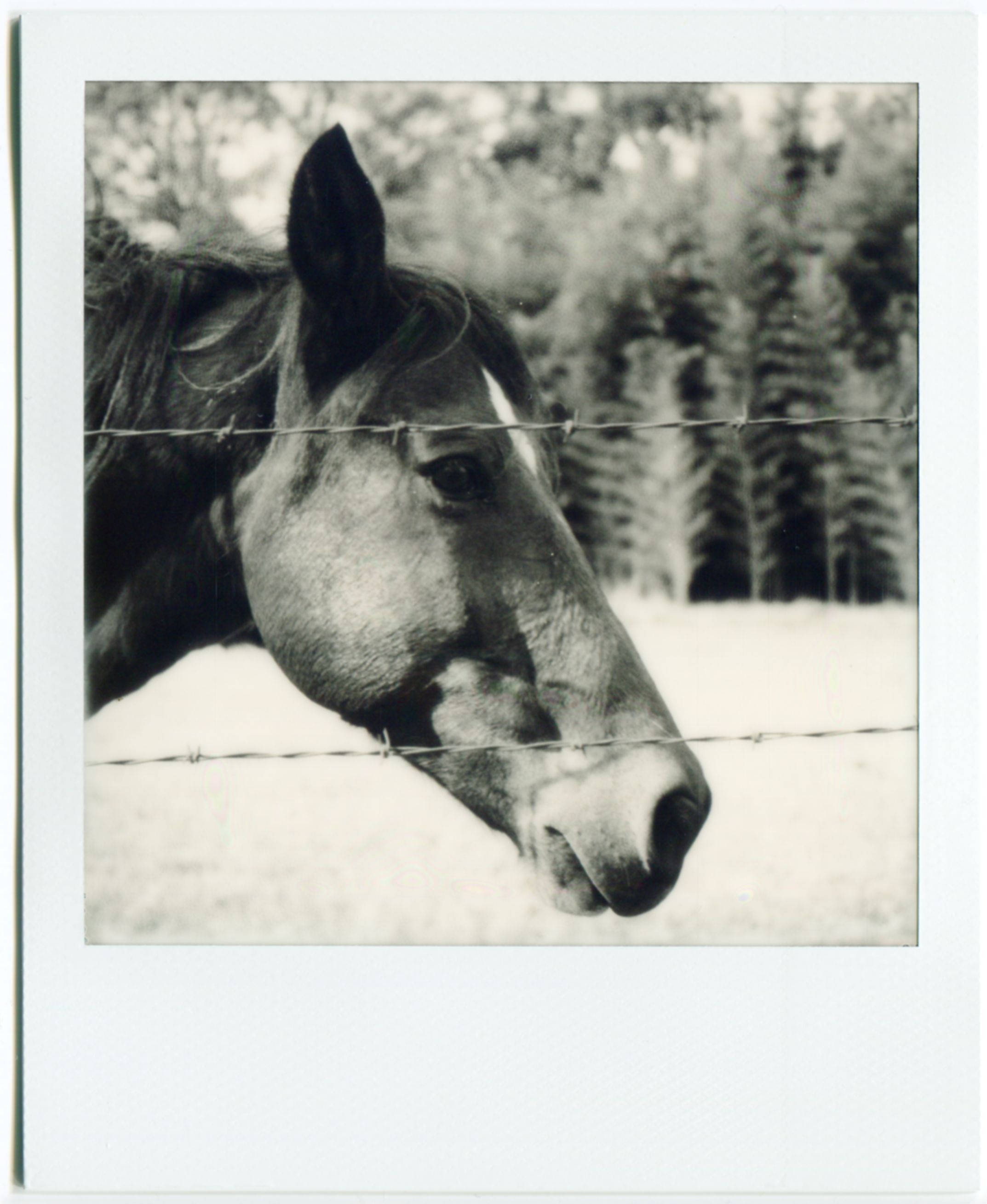 Flora, Miss. / SX-70