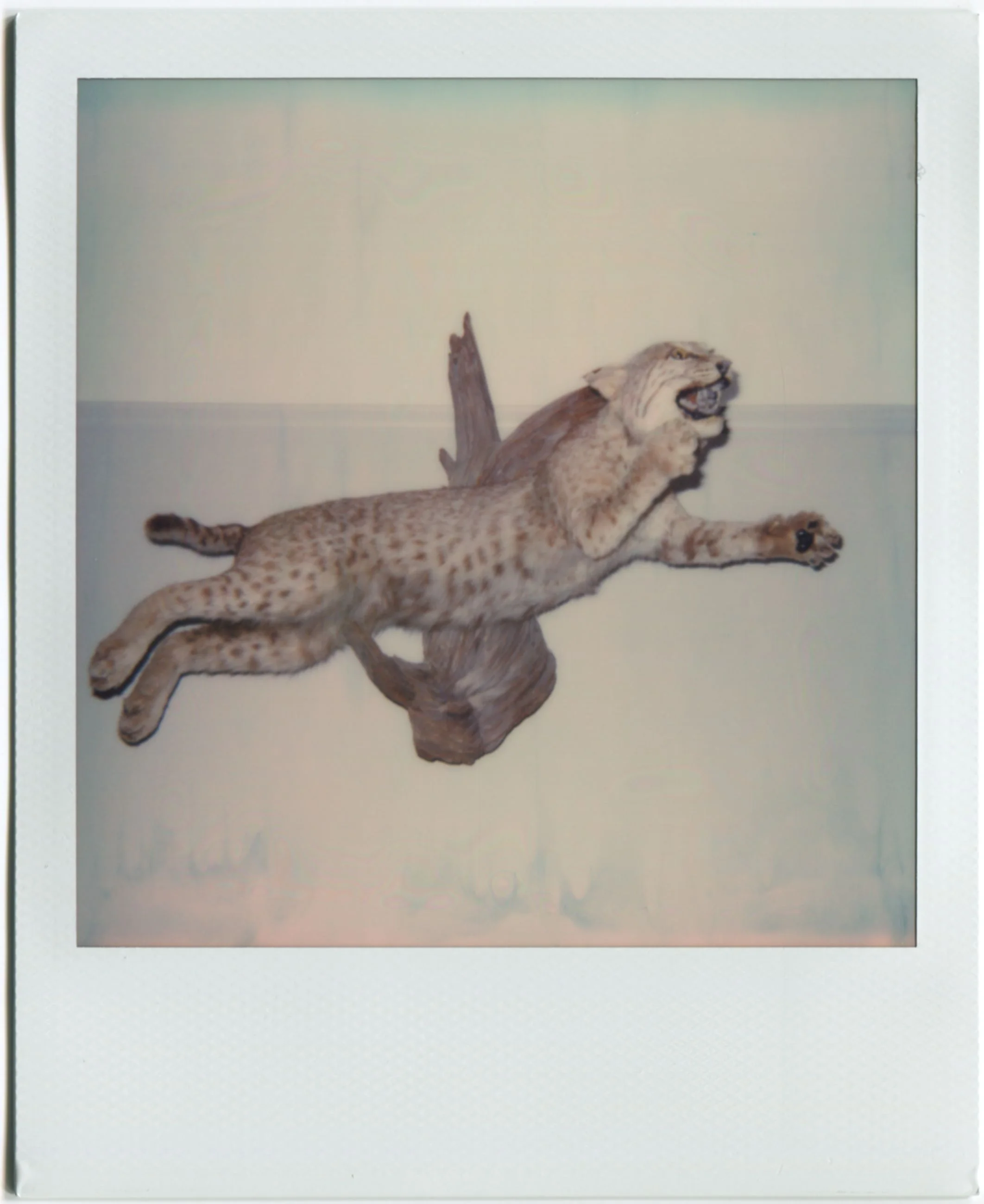 Uncle Randy / Polaroid 600