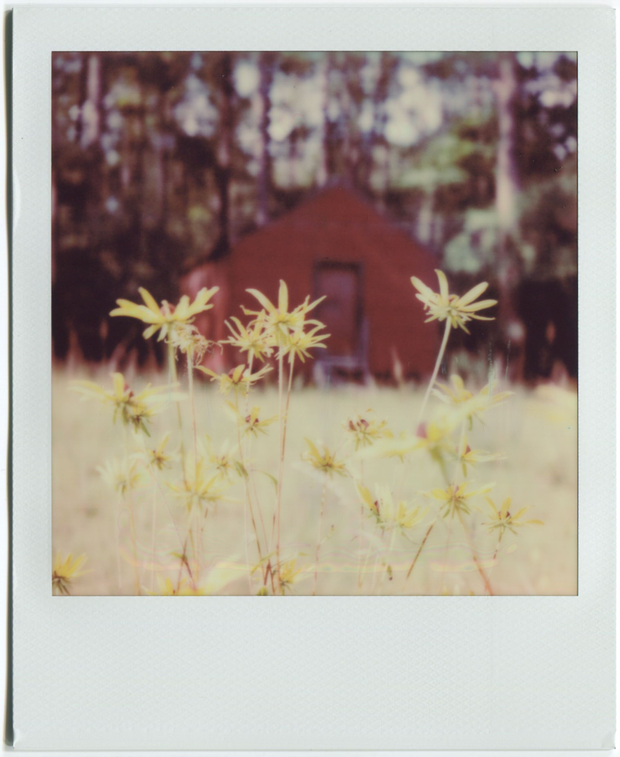 Hale County, Alabama / SX-70