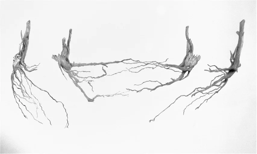 Hydrangea Roots IV, Party