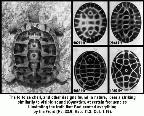 Lesson 34 - God's Handiwork -- Fibonacci Numbers.jpg