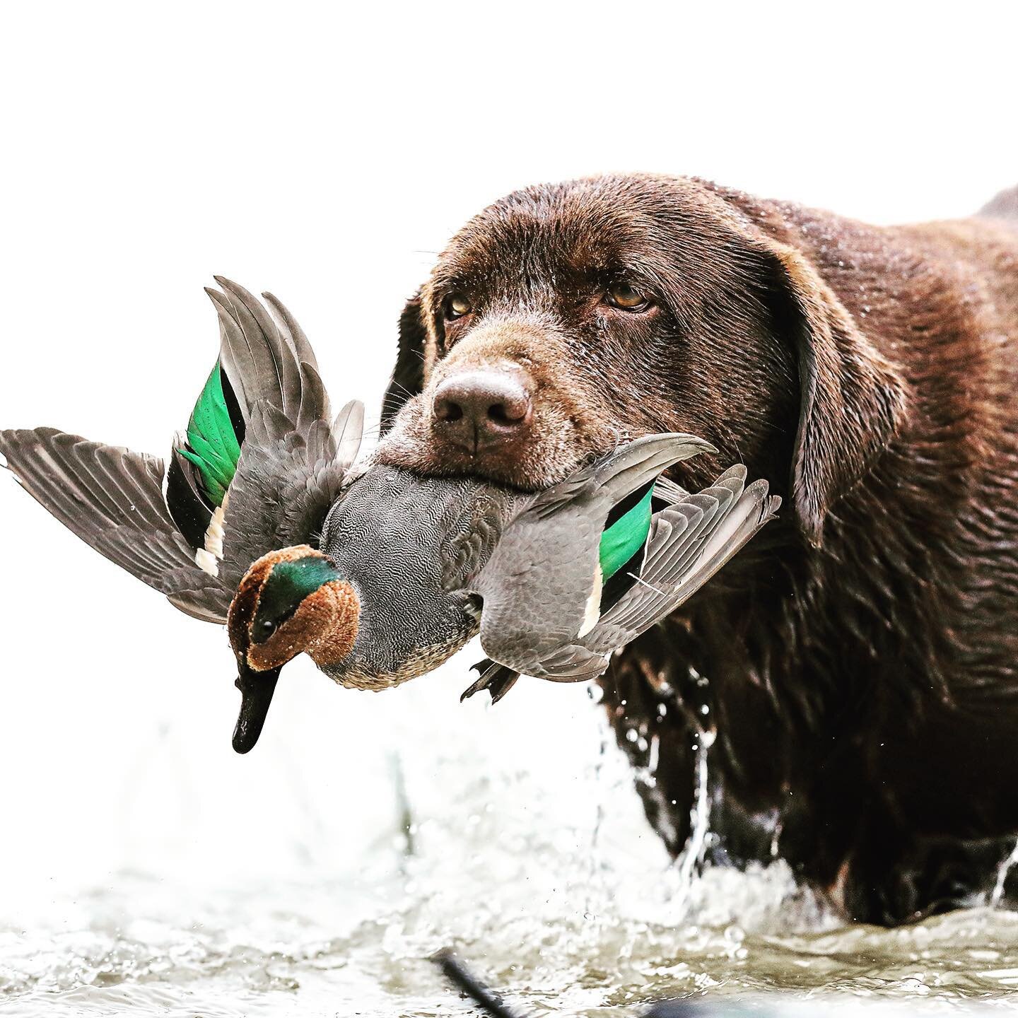 Grab a Teal by the tail. #duckdog #confluence #crew