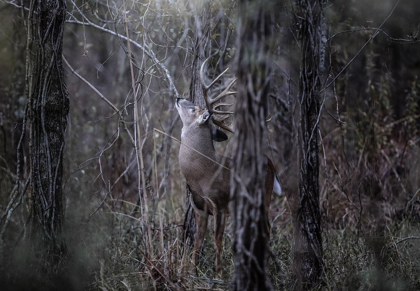 The licking branch. #whitetailhunting #confluence #crew