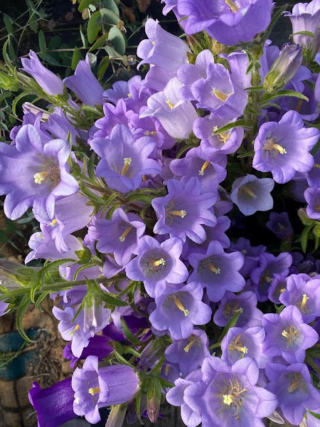 Campanula 2.jpg