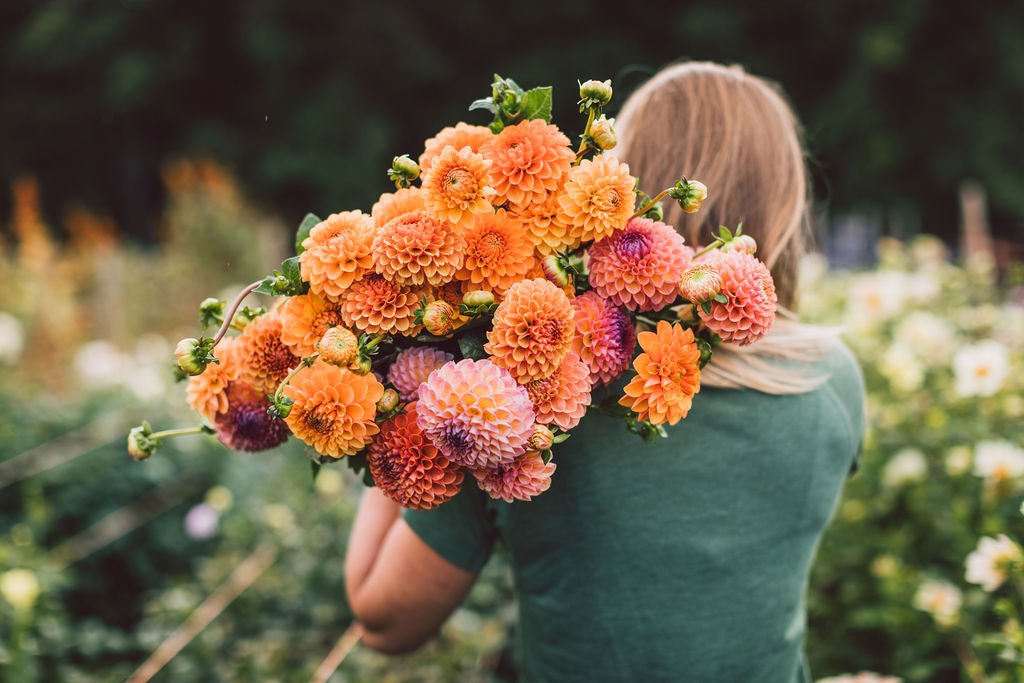 How To Grow Dahlias 101 — Trademarks Flower Farm