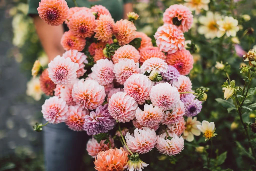 "Each week's bouquets were stunning and it was such a treat to look forward to the pick up each week!"