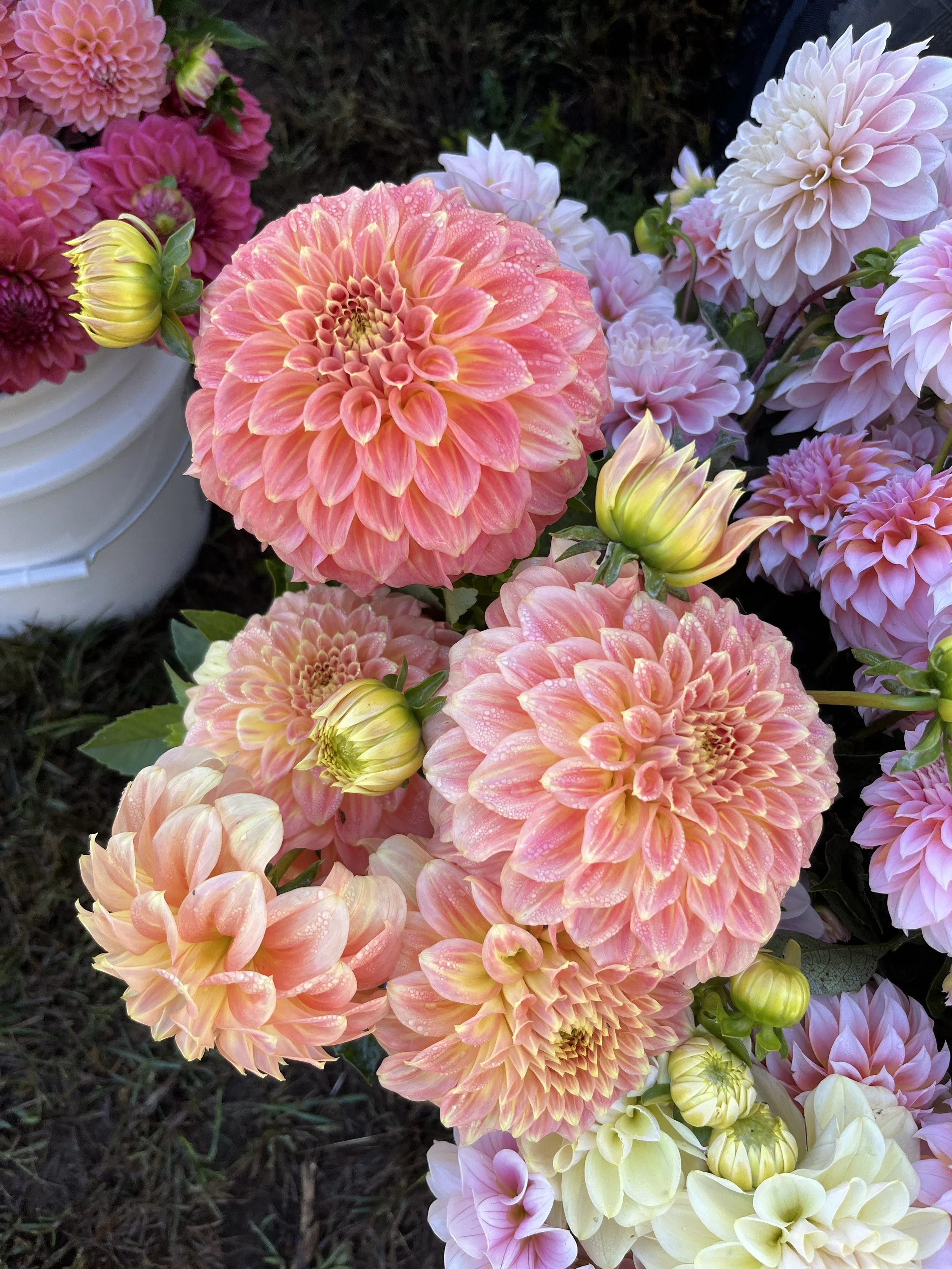 Our Favorite Dahlia Varieties In 2025 (By Category)