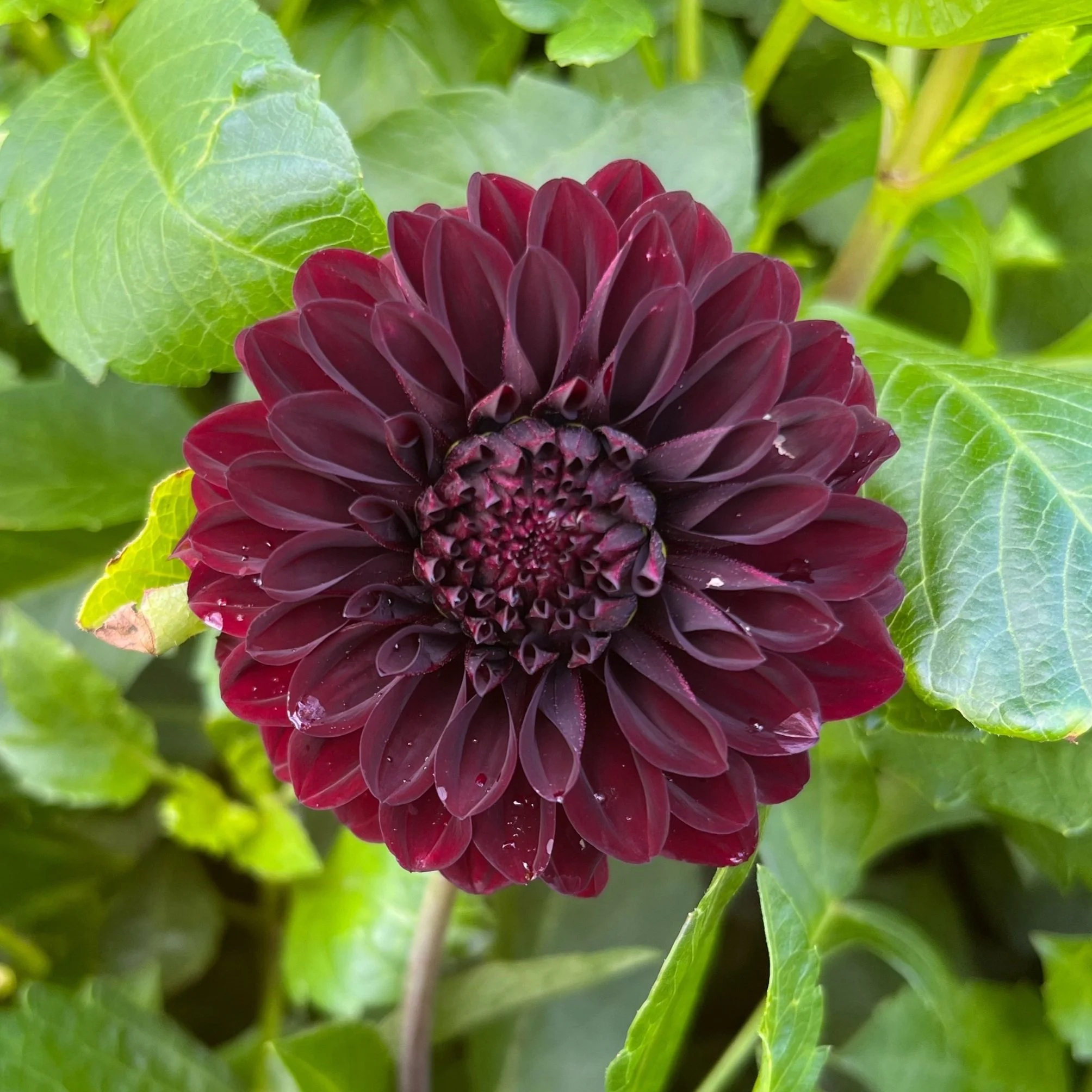 TMFF's Favorite Dahlia Varieties — Trademarks Flower Farm