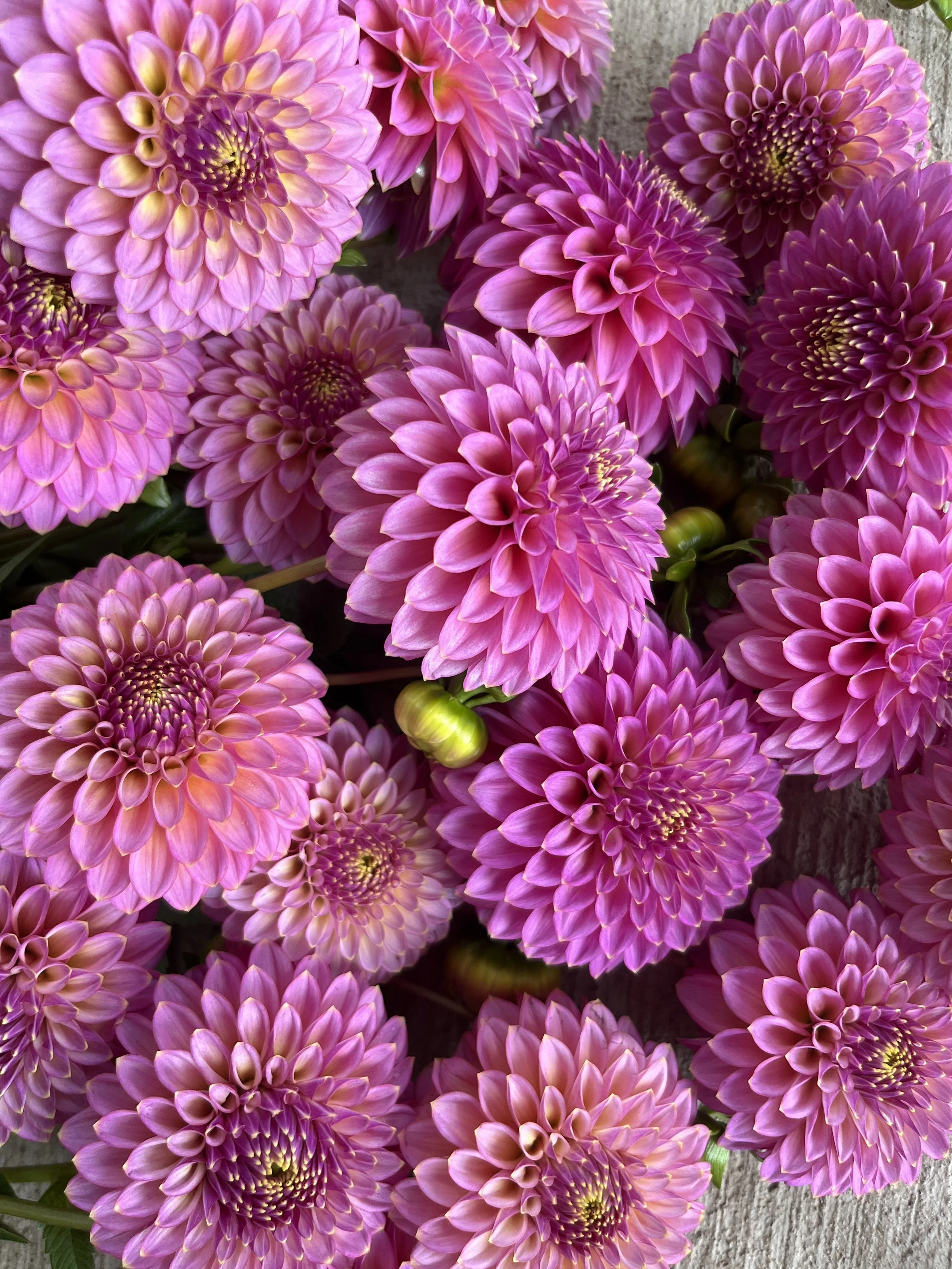 Skipley spot of gold.jpg