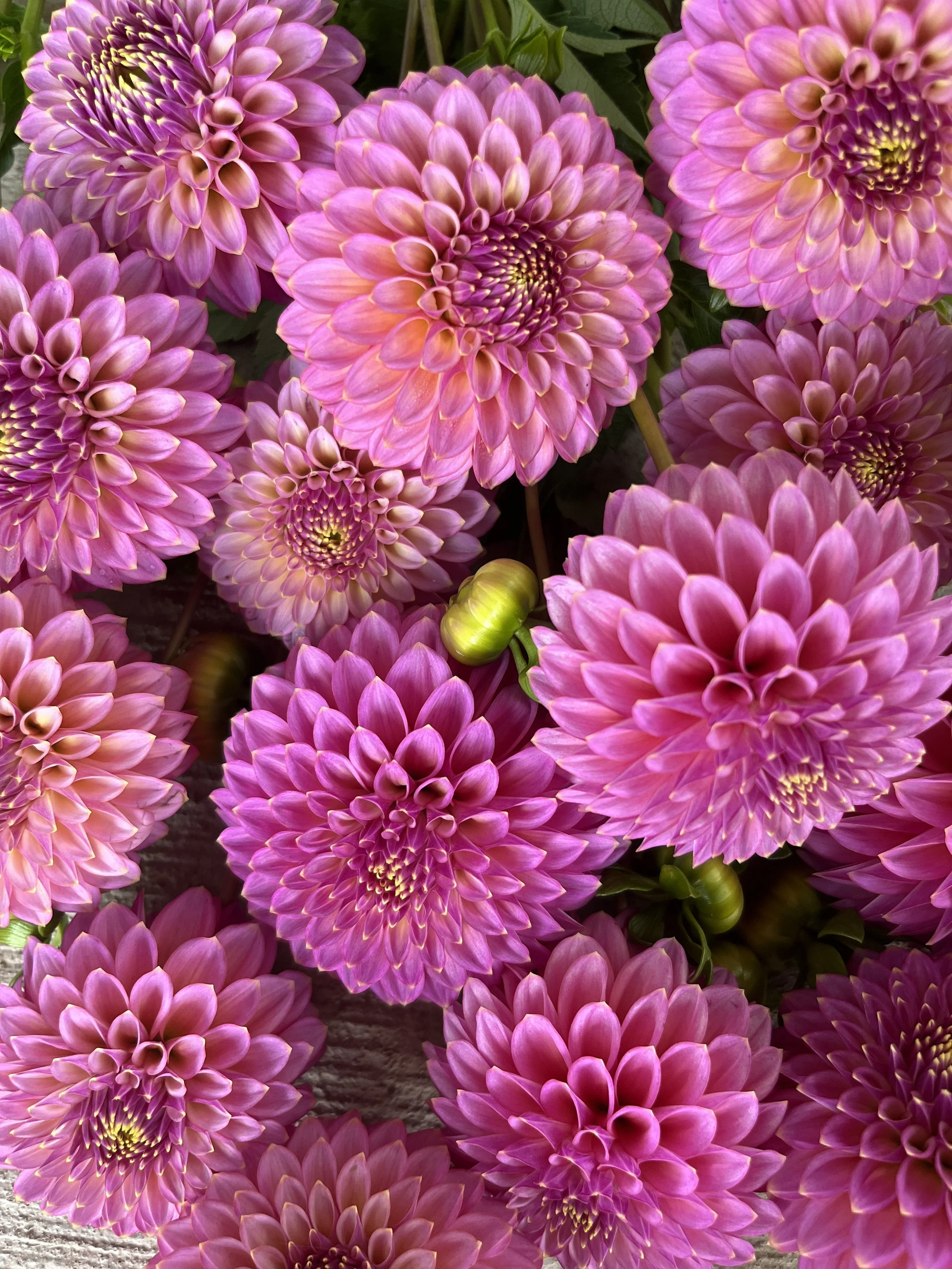 Skipley spot of gold (2).jpg