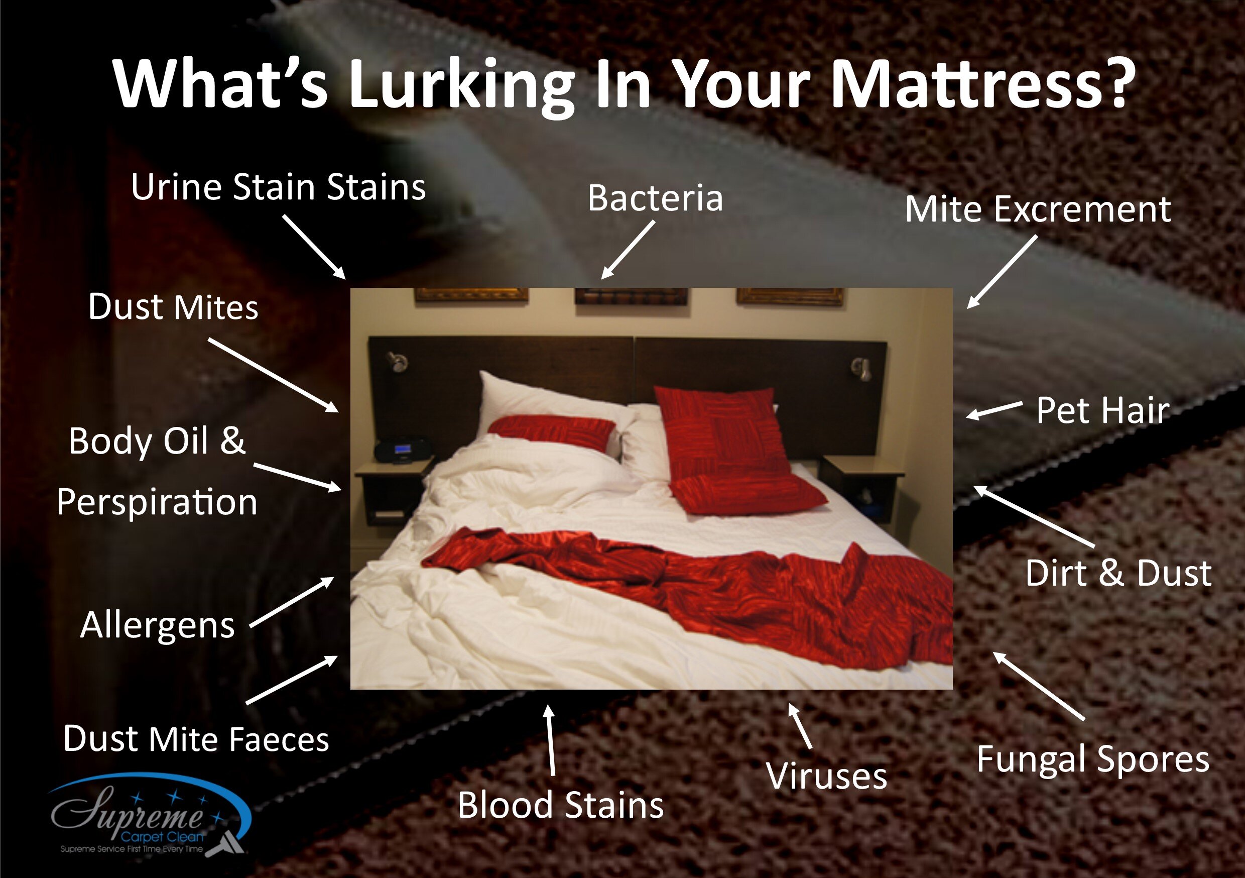 whats lurking in your mattress.jpg