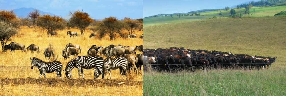 mixed-species herd grazing in the Serengeti | pulsed grazing with moveable electric fences