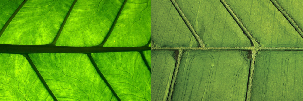 Leaf Vein & Agricultural Fields