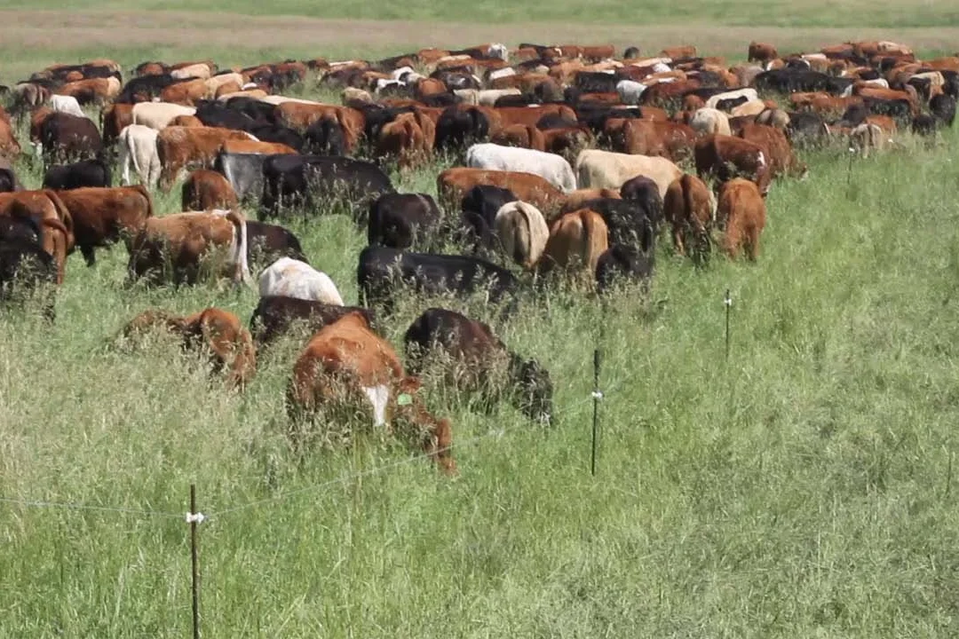Mob grazing at Hana Ranch on Maui