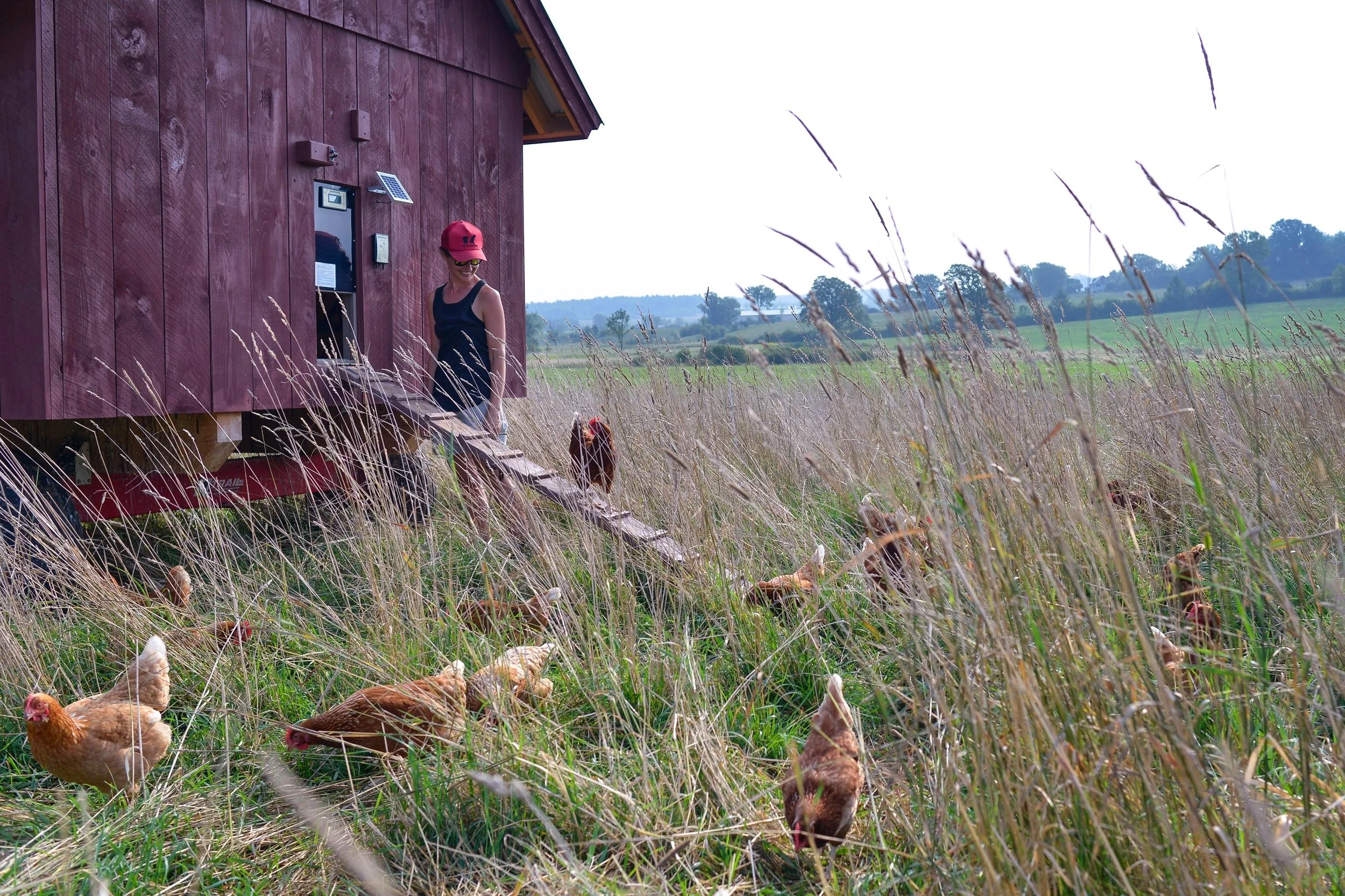 Chickens at Philo Ridge Farm in Vermont.