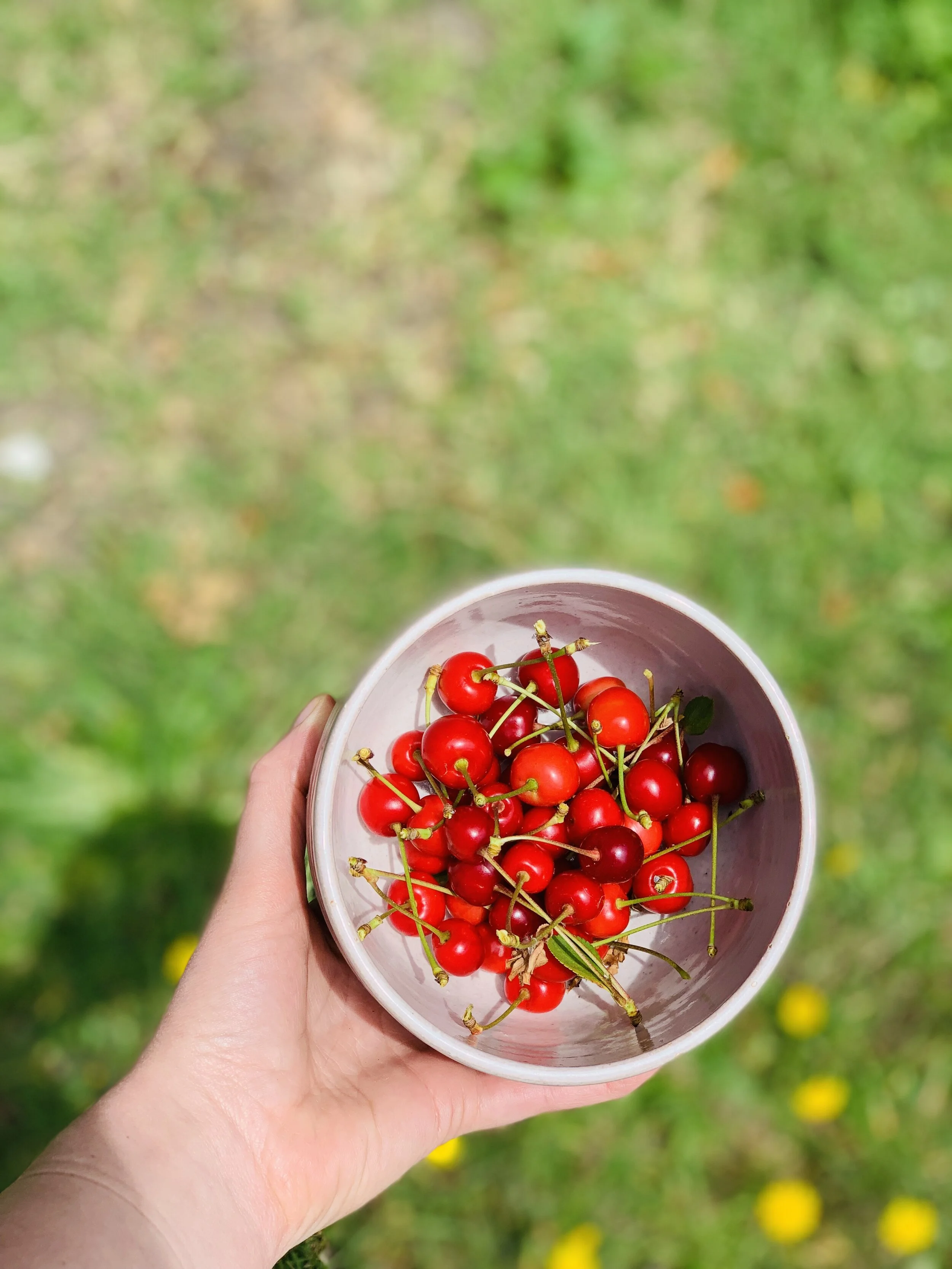 Olivia’s first harvest from her backyard Morello cherry tree. No robots needed!