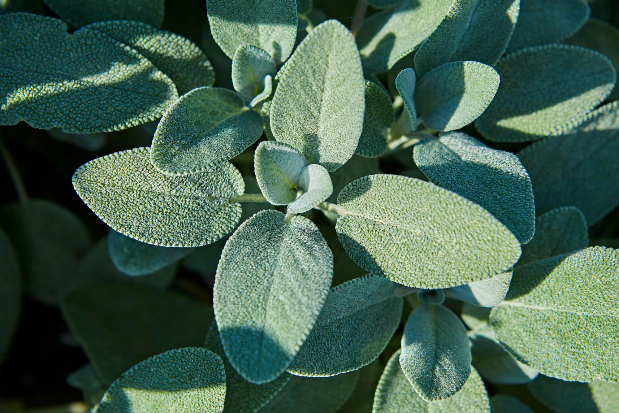 BioLogical Capital