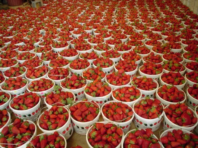 Gurosik's Berry Plantation