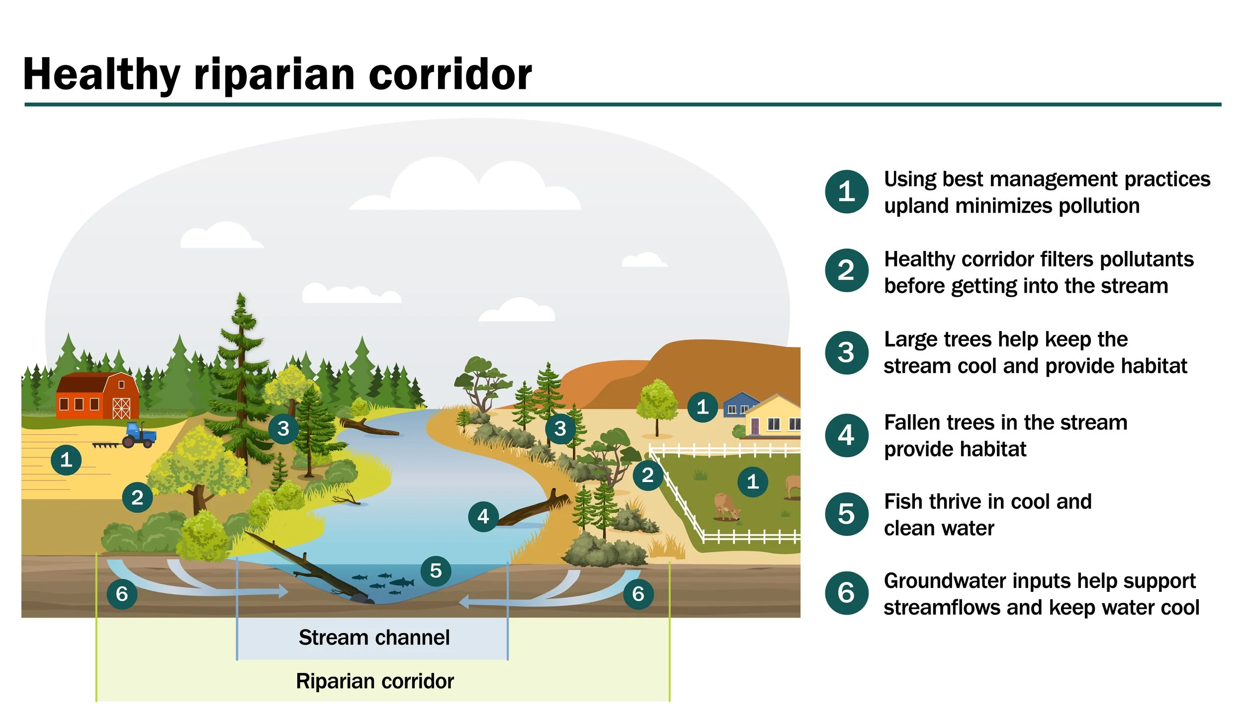 RiparianGraphic-2.jpg