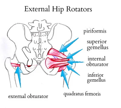 external-hip-rotatorsb.jpg