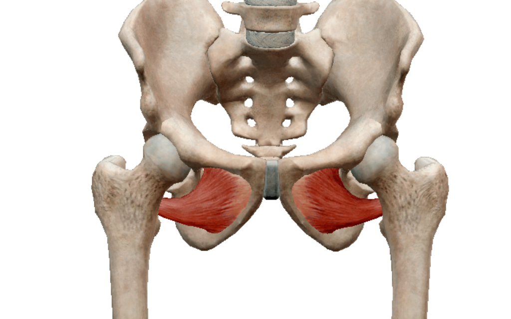 Do You Suffer from Persistent Hip/Hamstring Pain and Urinary Frequency
