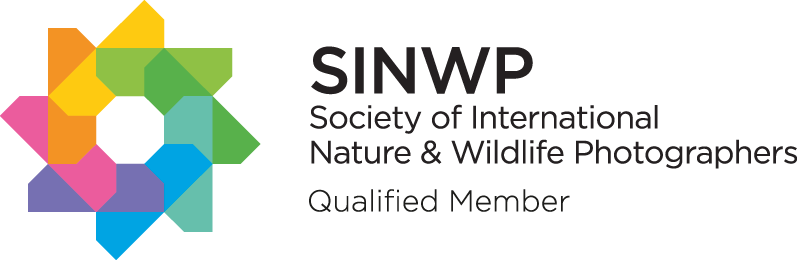 SINWP-Qualified-Member---Black-Text.png