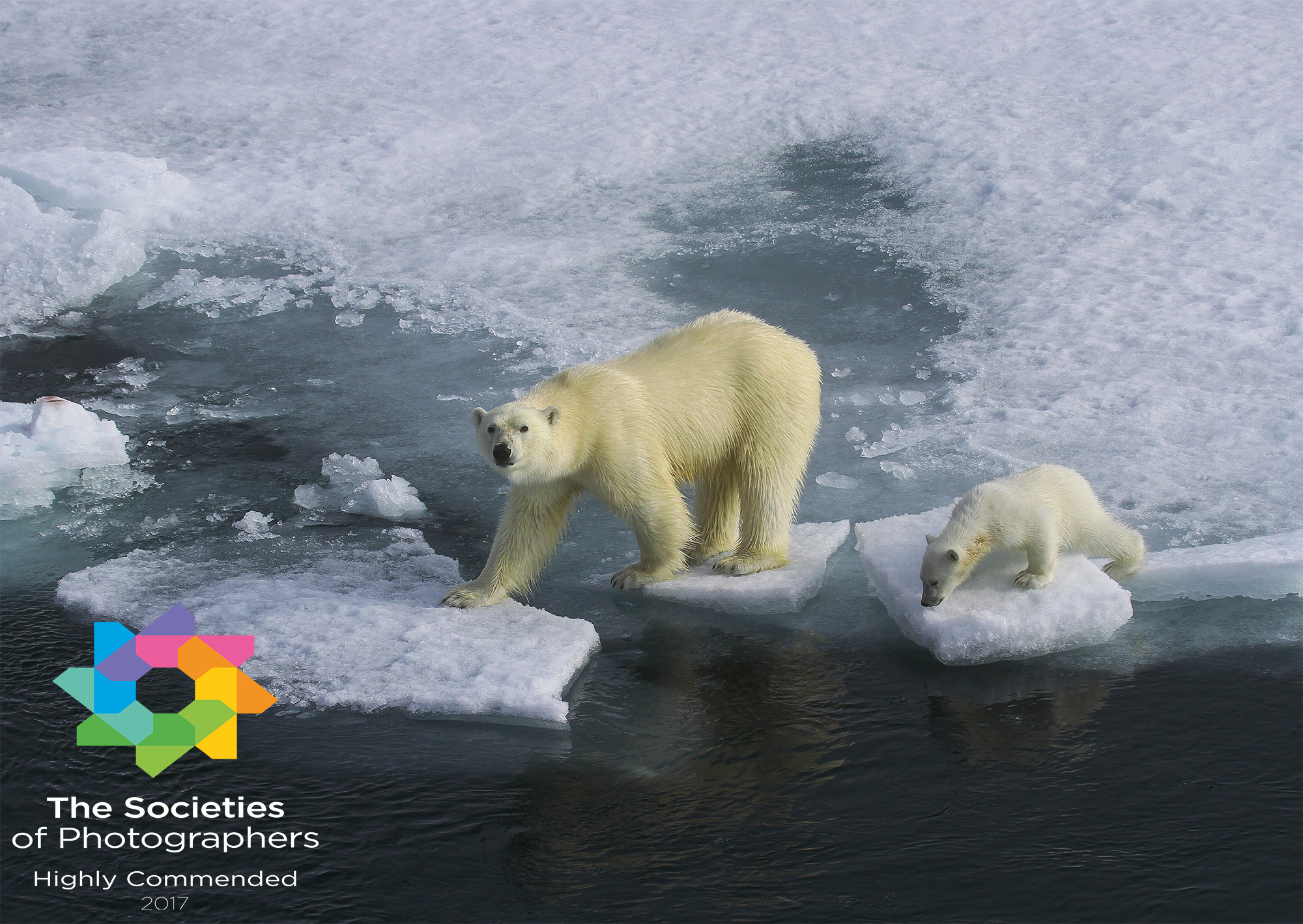 Polar Bear & Cub - Svalbard