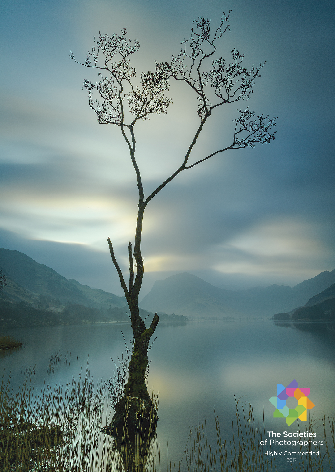The Buttermere Tree