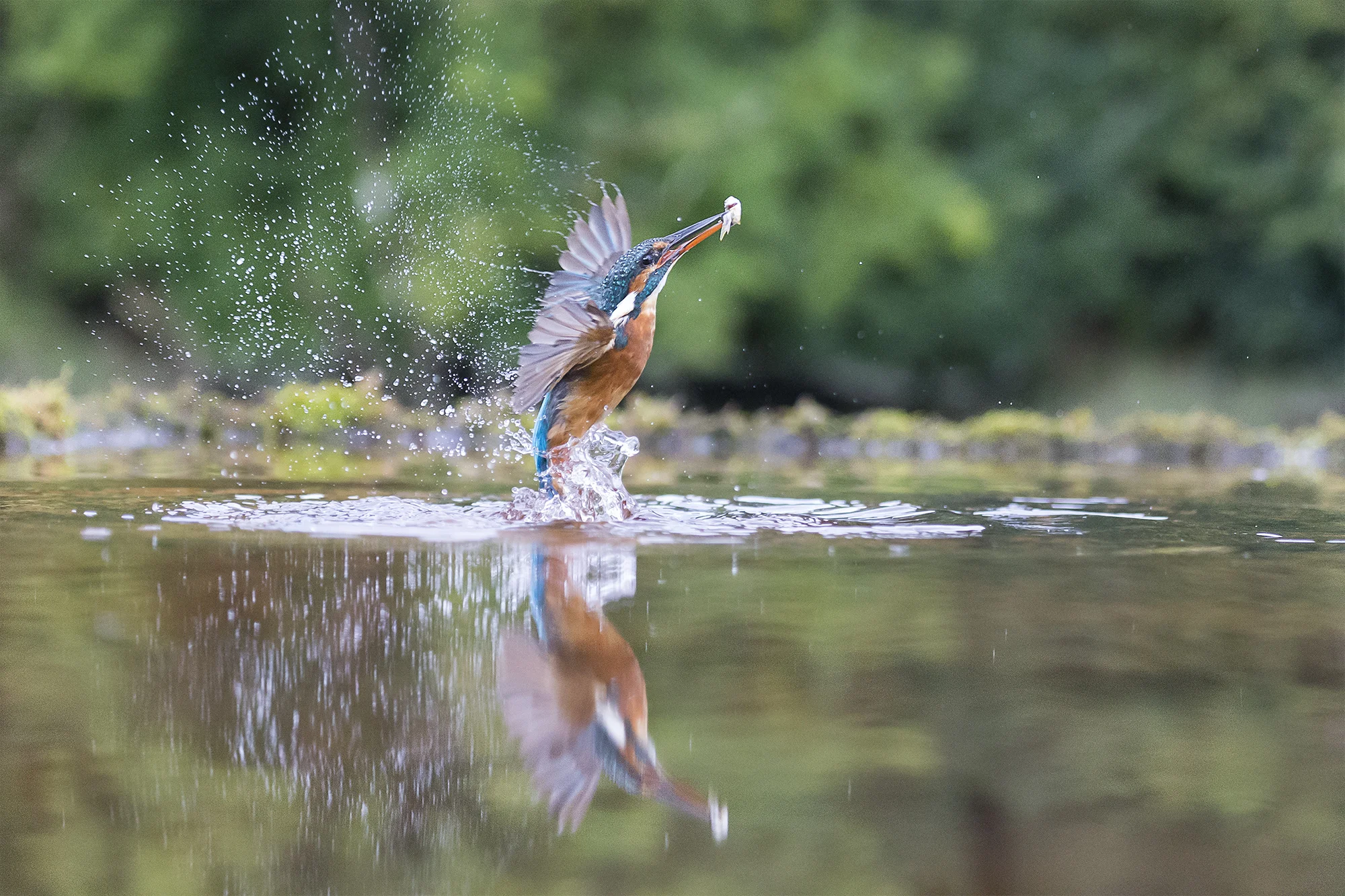 Kingfisher with Fish