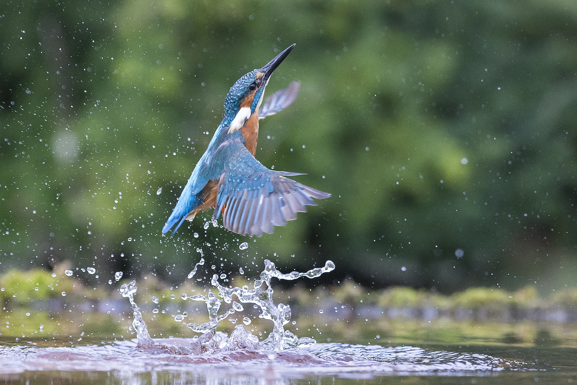 Kingfisher