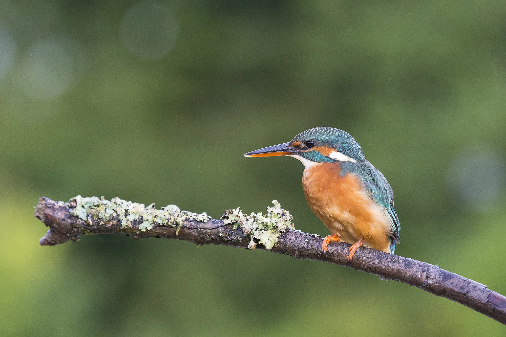 Perching (2)