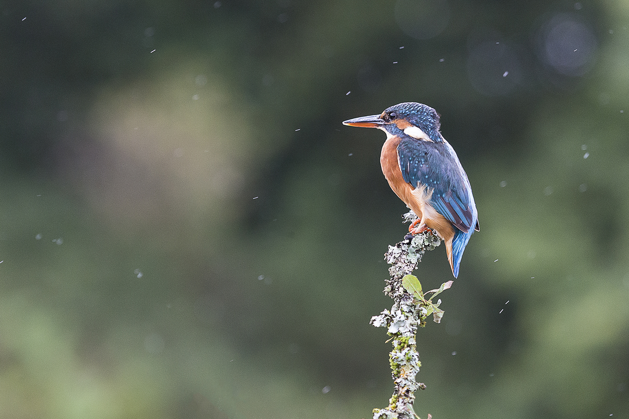 Kingfisher in the Rain