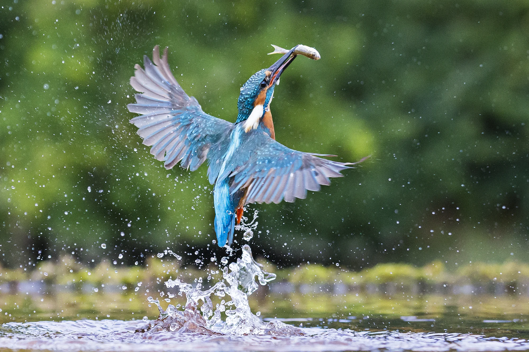 Kingfisher workshop - all sold out!