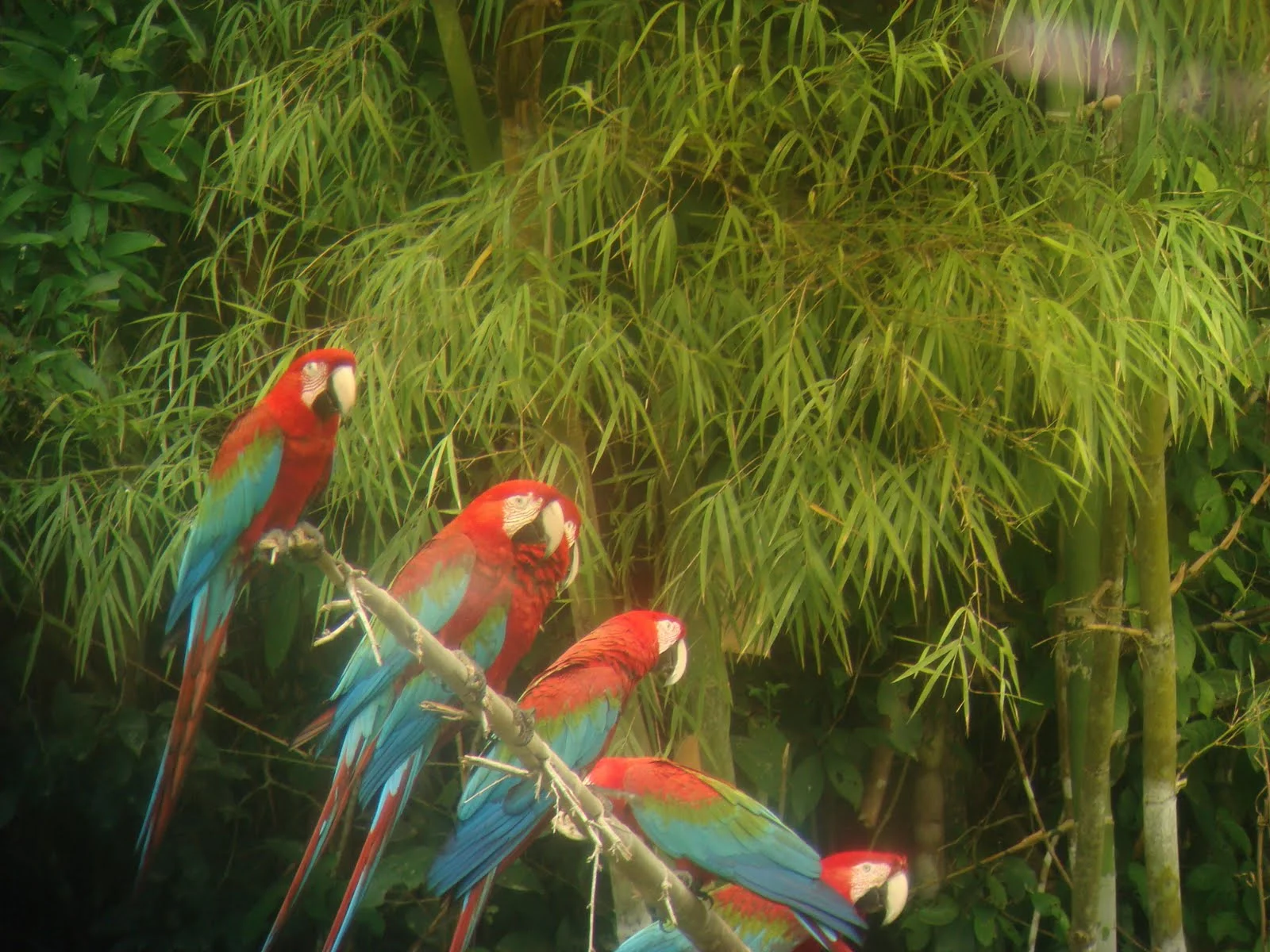Manu Reserve