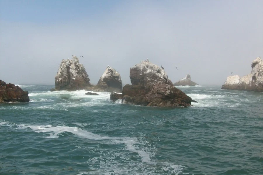Palomino Island
