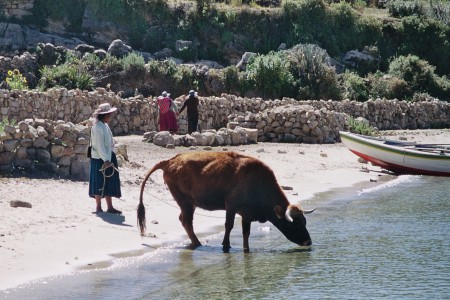 a cow drinks from THE lake 