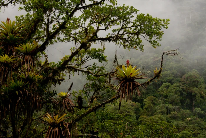 Manu reserve in the fog