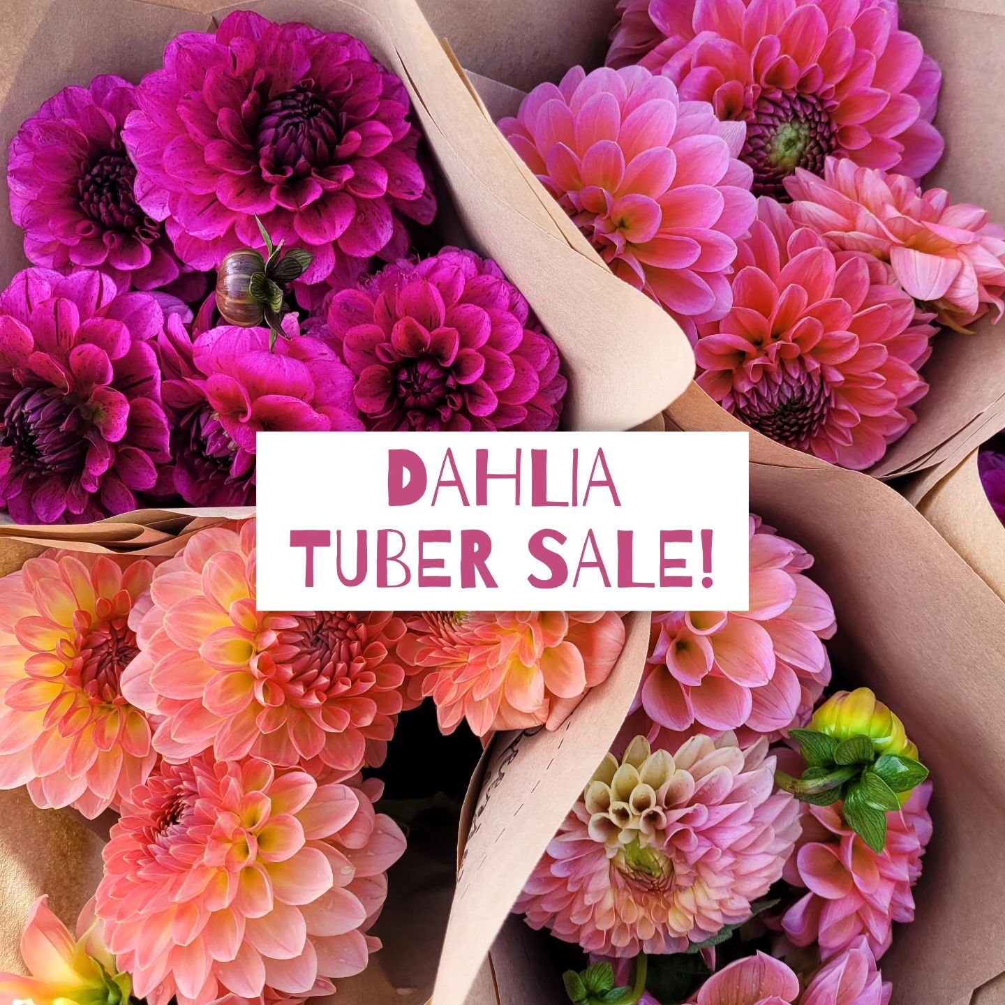 Dahlia Tuber sale! We are offering 20% off all remaining dahlia tubers! Use code SPRING at checkout! Code is valid through 4/28 🌸

Click the link in my bio or visit https://beeziesblooms.com/dahliatubers to shop! 

We are currently shipping the majo