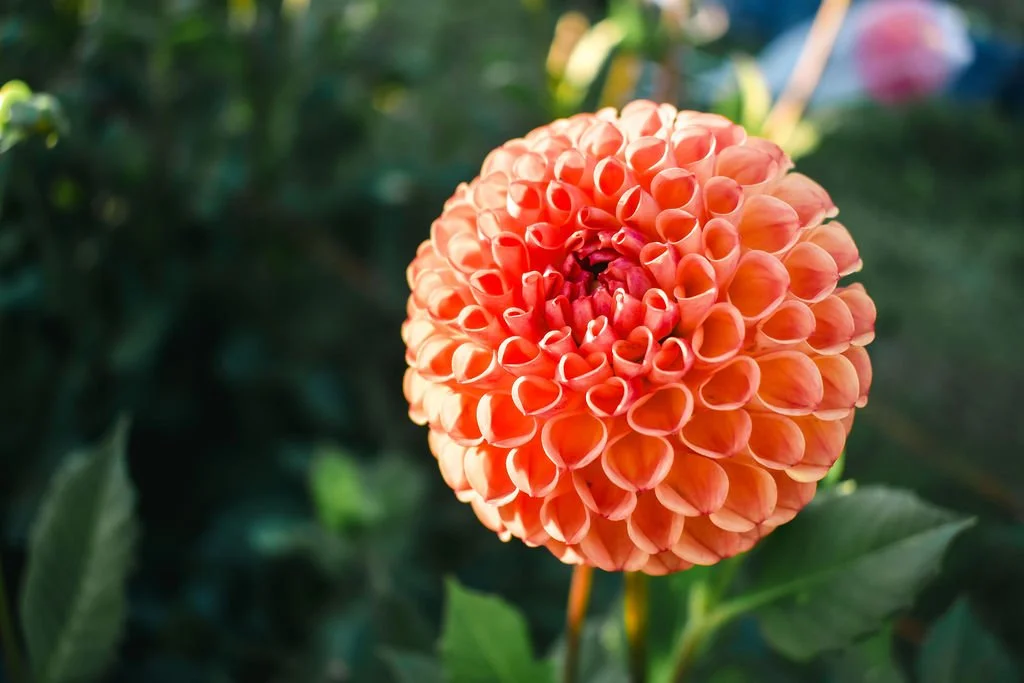 BEEZIE'SBLOOMS_Mariah_Elise_Photography-30.jpg