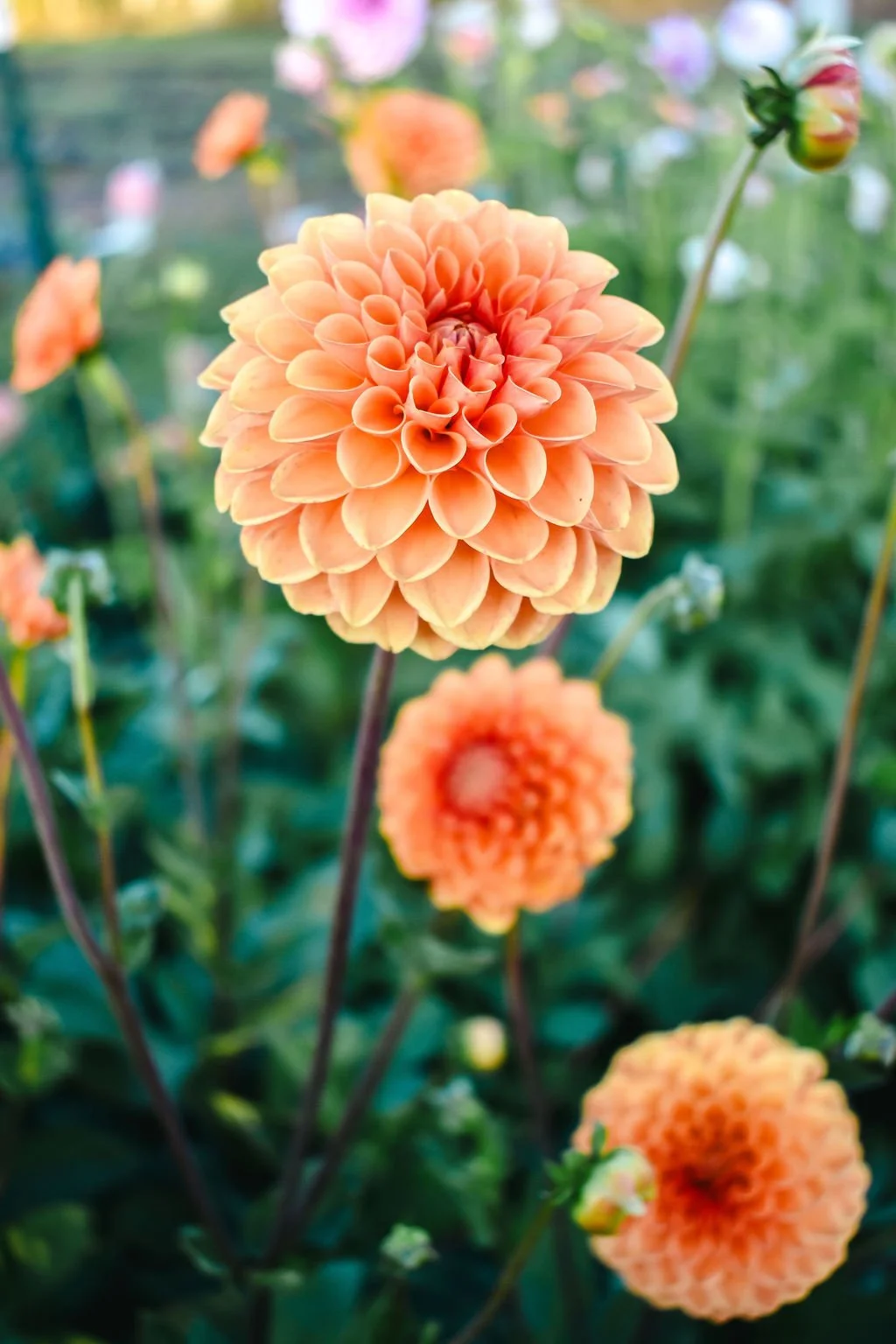 BEEZIE'SBLOOMS_Mariah_Elise_Photography-57.jpg