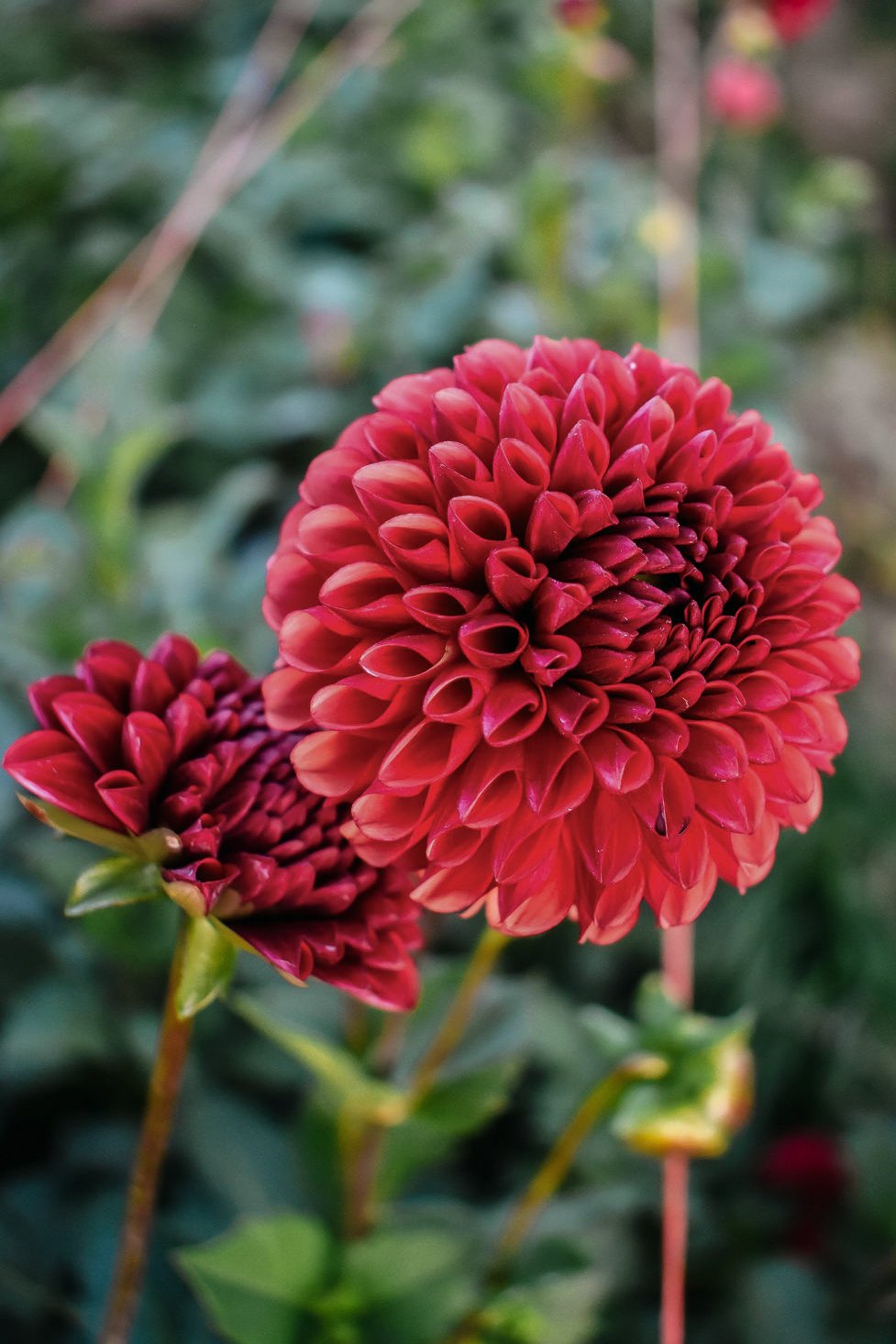 BEEZIE'SBLOOMS_Mariah_Elise_Photography-78 (1).jpg