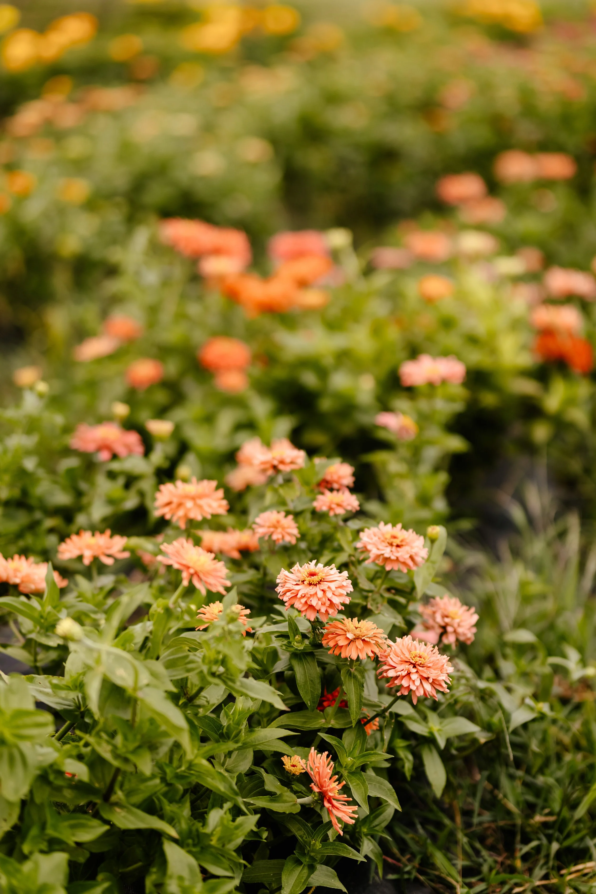 Beezie_s-Blooms-2021-12.jpg