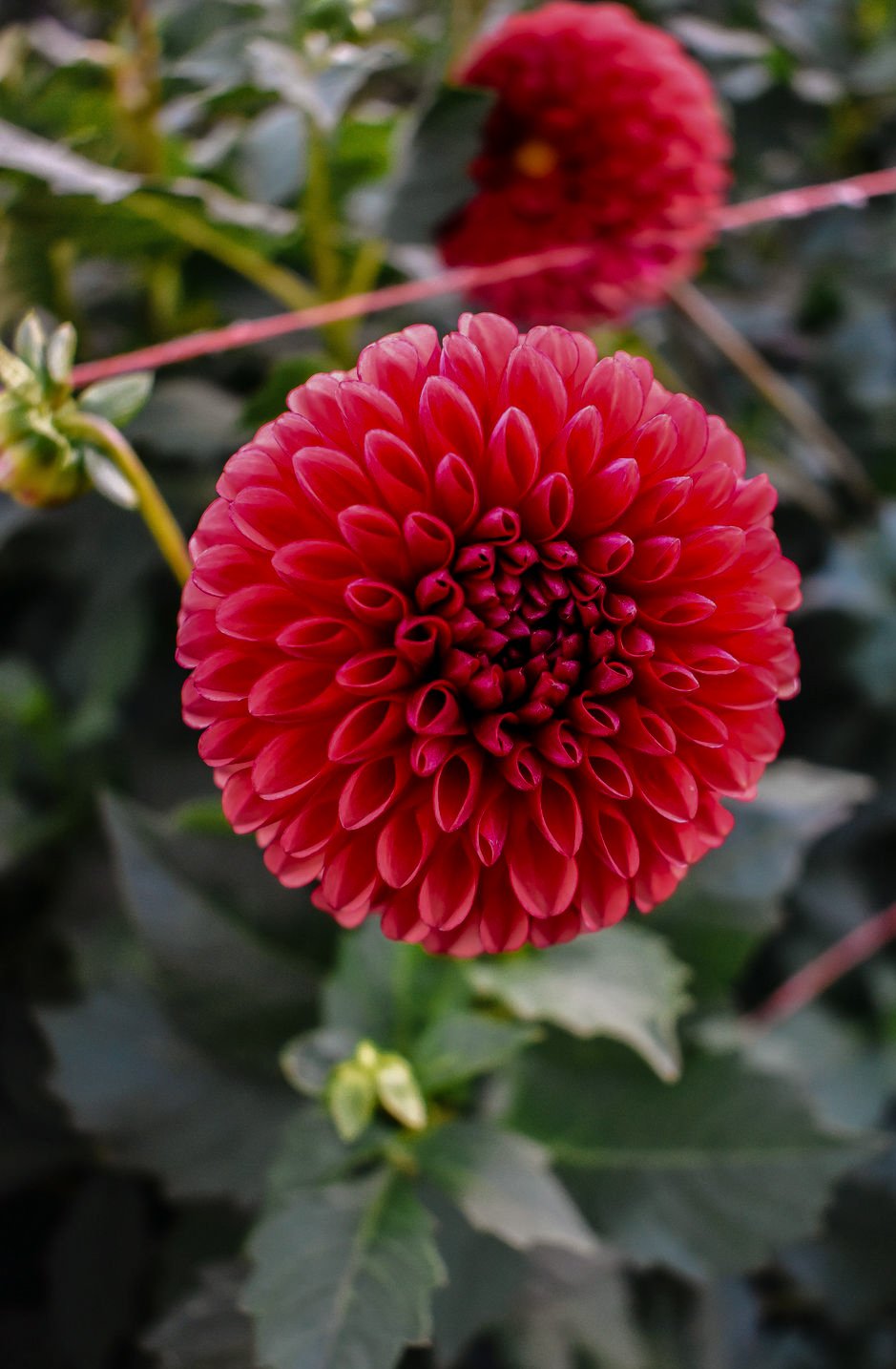 BEEZIE'SBLOOMS_Mariah_Elise_Photography-77 (1).jpg