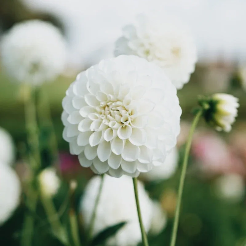 mayandjune_dahlia_snowflake2_f38492fa-9079-4bb6-aa65-a4c3832abe22.webp