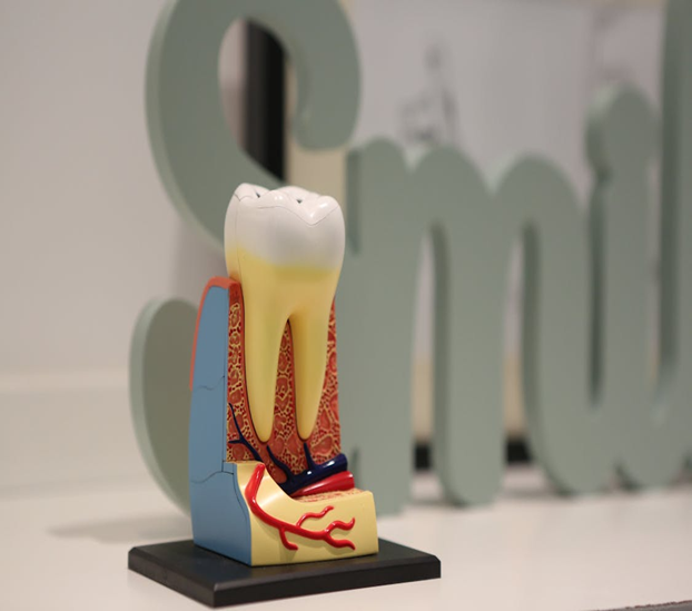 Tooth Model | ProductiveandFree