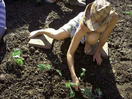  Lynne planting and demonstrating 