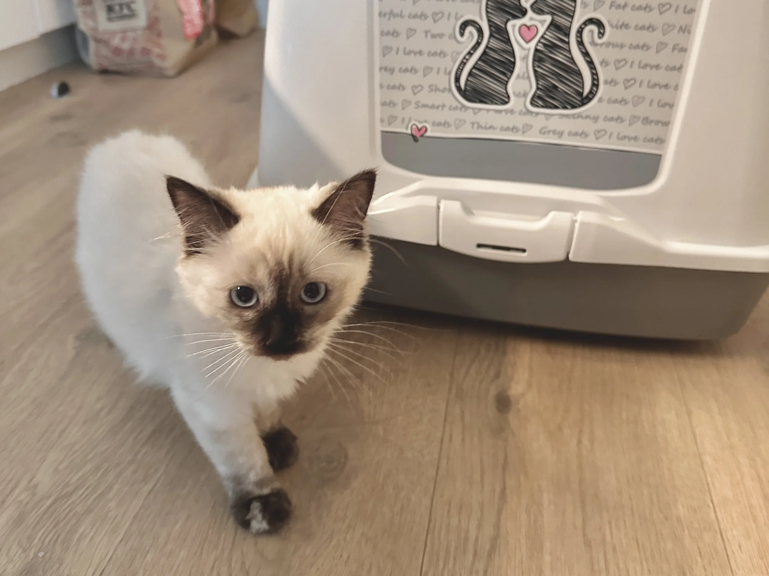 Welcome home, Mochi | Recently 09